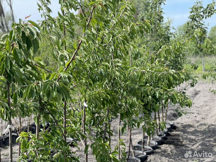 Саженцы многолетники