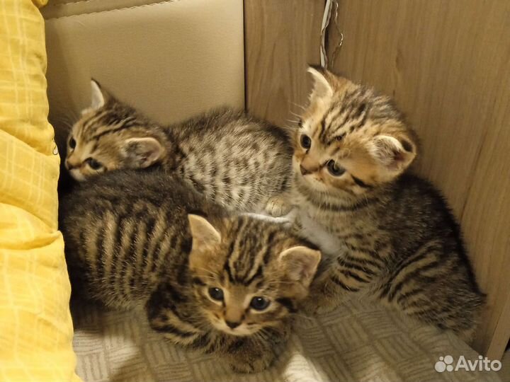 Котята 1,5 месяца