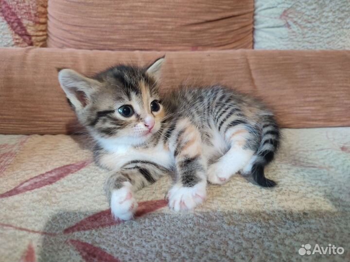 Котенок в дар бесплатно