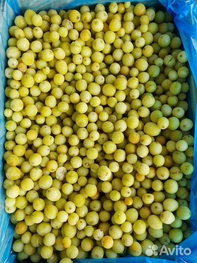 Клюква305, красная смородина, крыжовник, абрикос