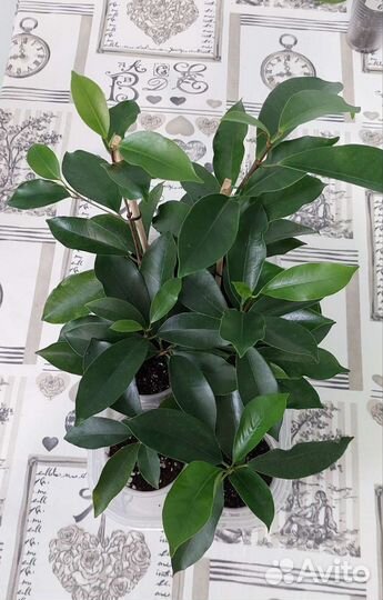 Фикусы Экзотика, Ретуза Грин, Кинки, Нина и другие