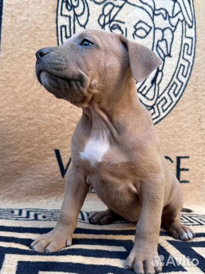 Щенки стаффорда