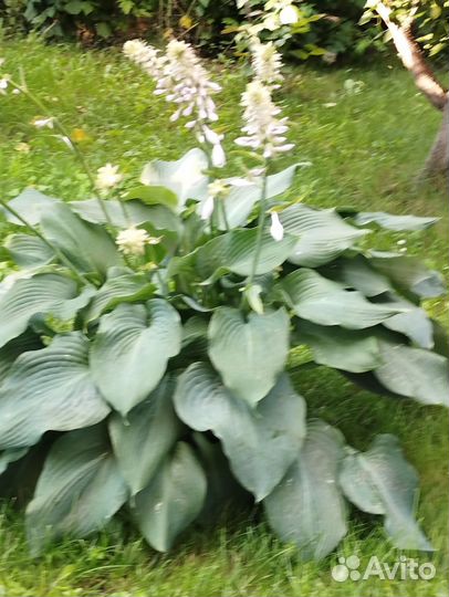 Хоста растение