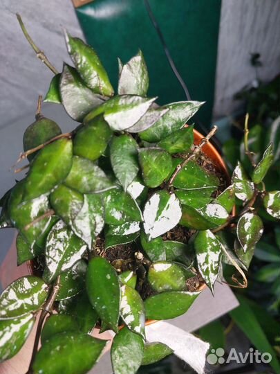 Хойя Black Leaves