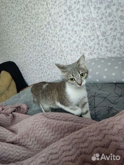 Кошка в дар бесплатно