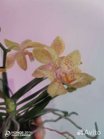 Орхидея Джулия ароматная 9горшок