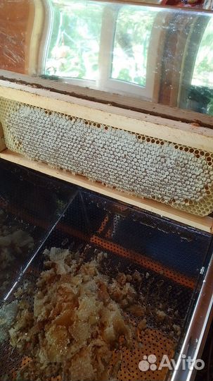 Пчелы с ульями