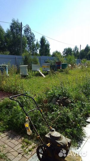 Пчелы с ульями