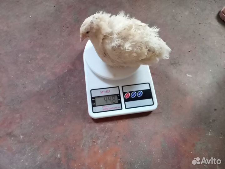 Перепелята