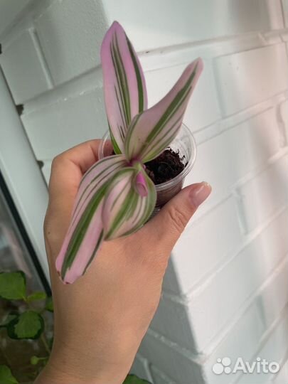 Комнатные- традесканция, аглаонема, клеродендрум