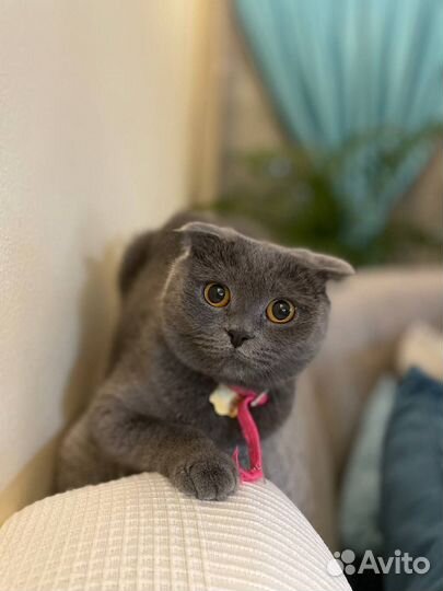 Передержка кошек и собак мелких пород/ Зооняня