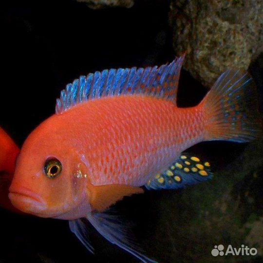 Цихлида красная зебра