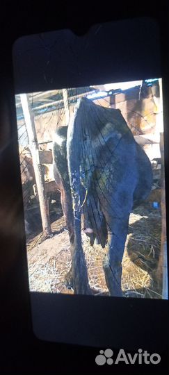 Корова стельная дойная