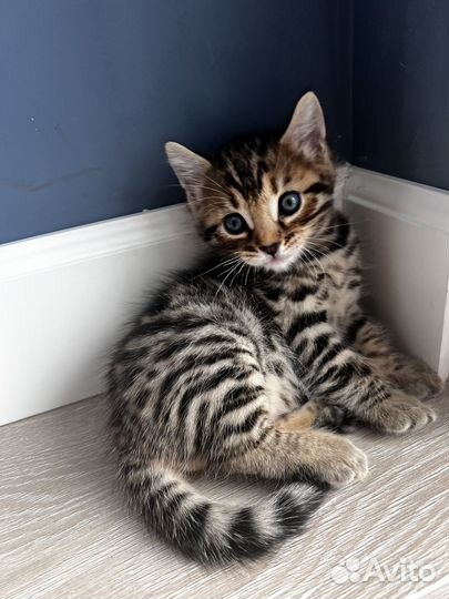 Бенгальские котята