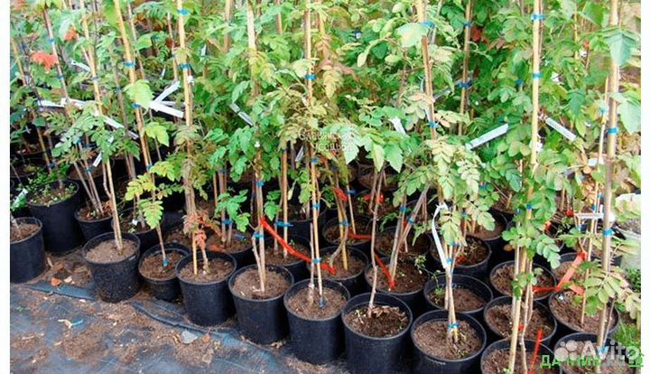 Саженцы рябины