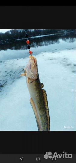 Мандулы и трямбулы