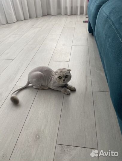 Стрижка Ваших кошек и котов/груминг