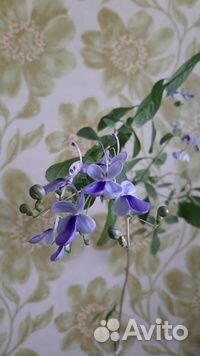 Клеродендрумы