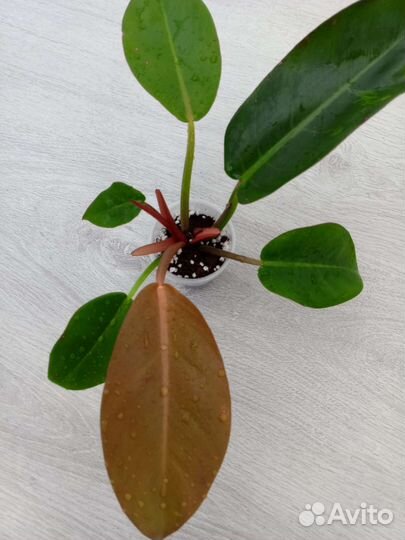 Филодендроны сортовые