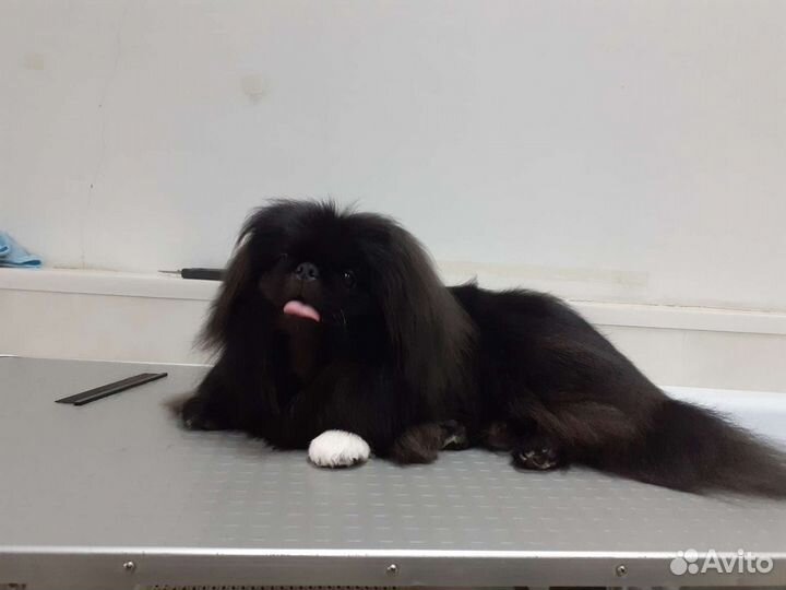 Стрижка собак и кошек. Груминг