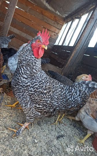 Петух молодой