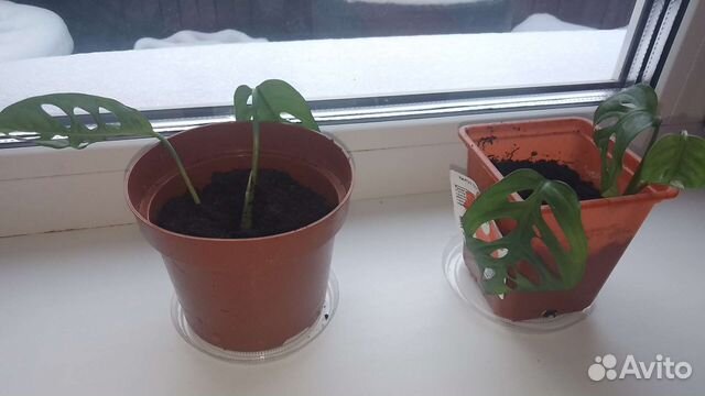 Монстера манки