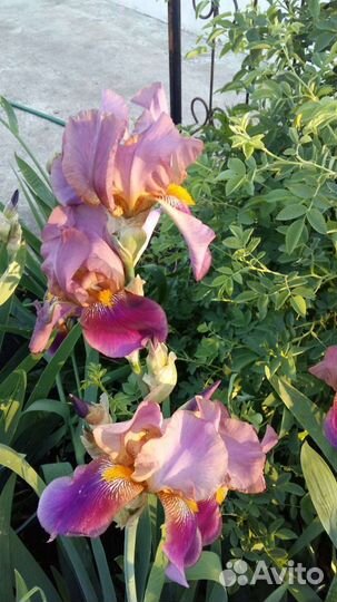 Ирисы бородатые все сортовые