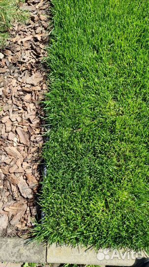 Газонная трава в рулонах и посевной