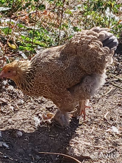 Брама и виандот