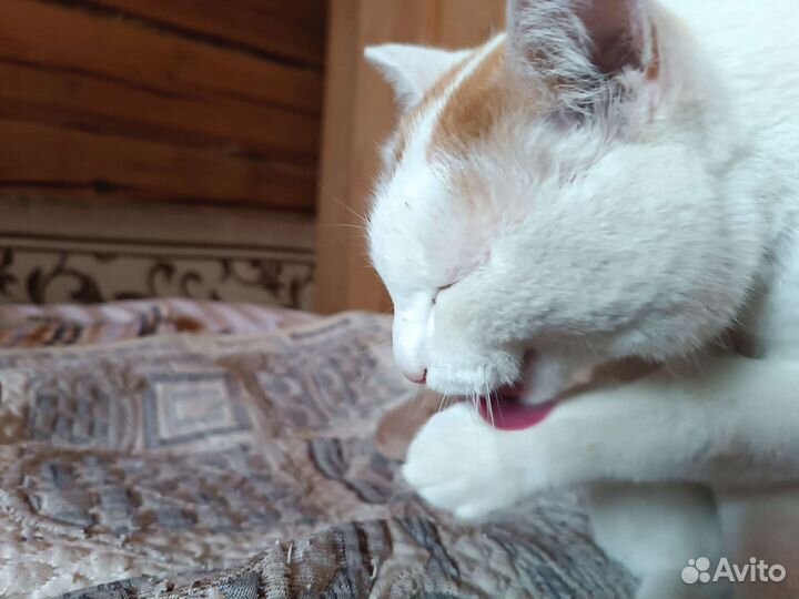 Отдаю в добрые руки