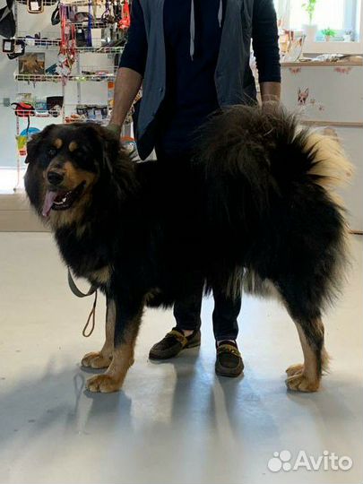 Вязка Монгол Банхар (Mongol banhar) чемпион