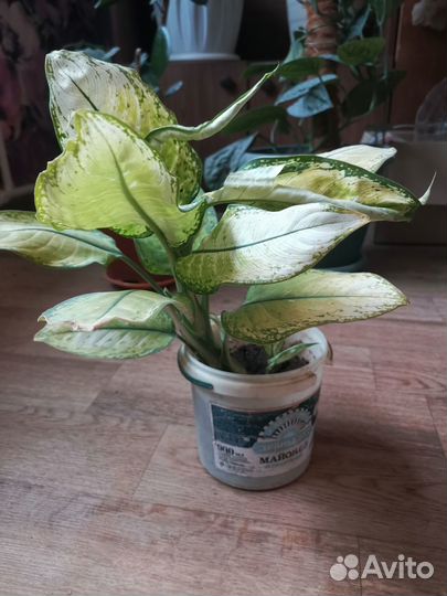 Дифенбахия