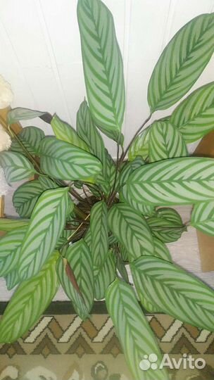 Бахема ктенанта