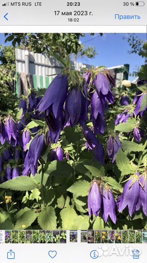 Колокольчик