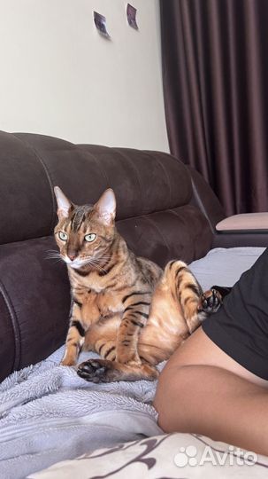 Бенгальский кот в добрые руки