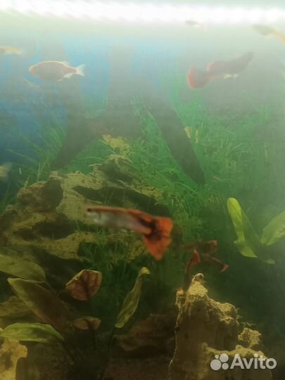 Аквариумные рыбки гуппи