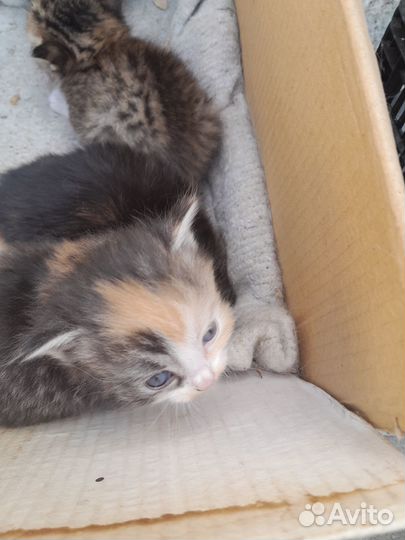 Отдам в добрые руки ктят