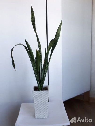 Замиокулькас, фикус, щучий хвост, сансевиерия