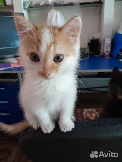 Продать котенка
