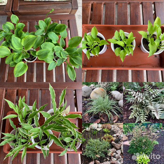 Молодило набор 5-6 видов