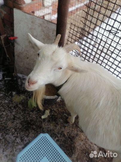 Козы нескольких пород, есть комол(белые, сер.корич