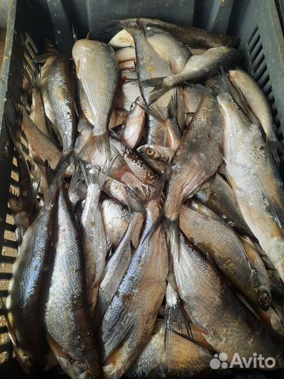 Чехонь свежая,опт