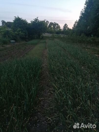 Мёд с собственной пасеки (Гусевский район)