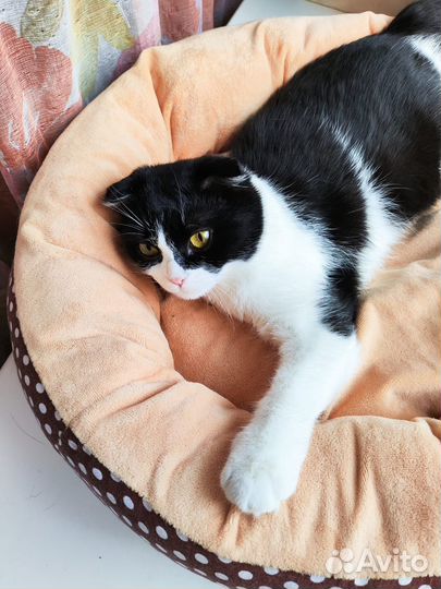 Кошка в добрые руки