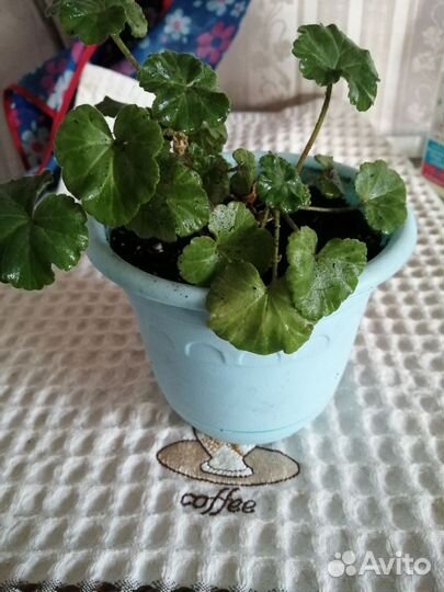 Пеларгония герань