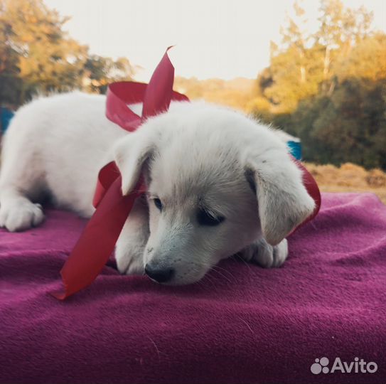 Щенки девочки в добрые руки