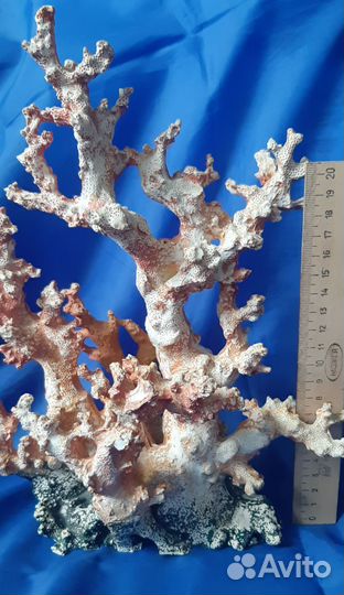 Ракушки и кораллы