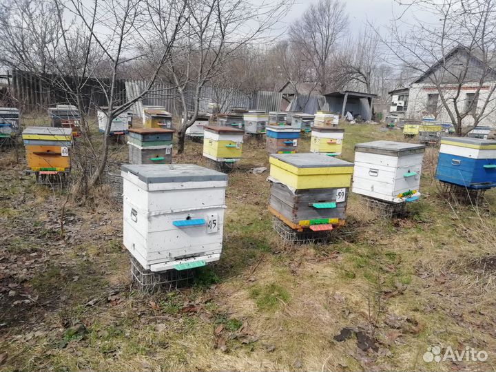 Продам пчелосемьи, Карпатка, Дадан