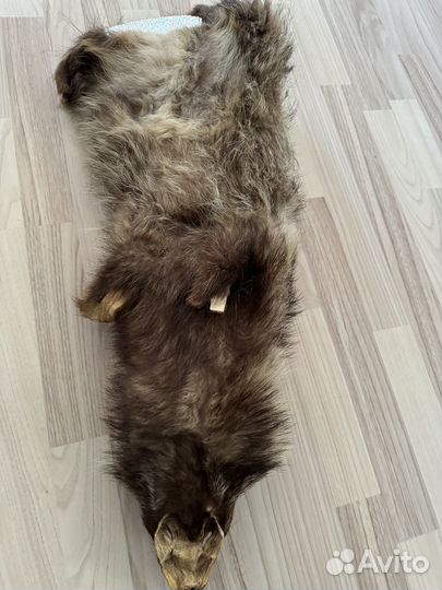 Шкура енота