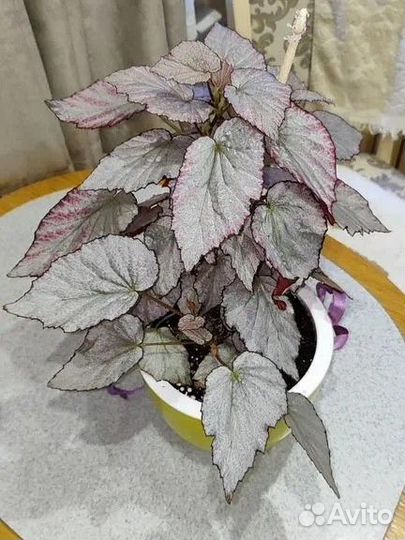 Бегония тростниковая